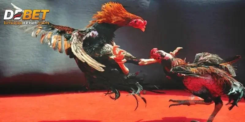Tổng quan về đá gà DEBET