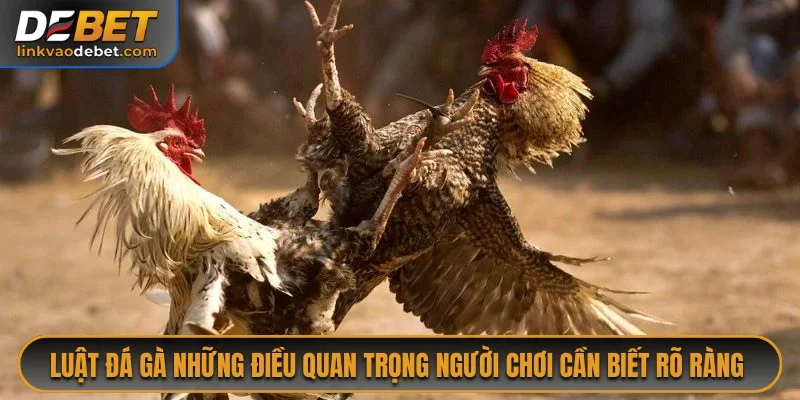 Luật Đá Gà